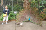 Courting Peacock