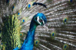 Peacock Close-up