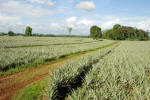 Pineapple Fields