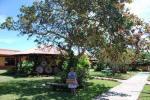 Cashew Tree