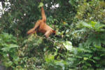 Spider Monkey