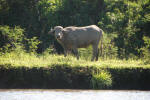 Water Buffalo