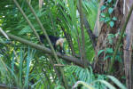 Capuchin Monkey
