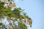 Oropendola Nests