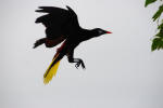 Oropendola