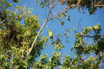 Wild Parrot