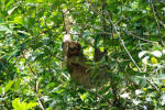 Sloth