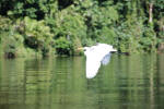 Egret in Flight