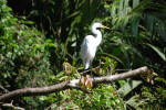 Egret Perched