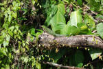 Basilisk Lizard