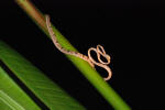 Snake in the Trees