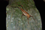 Grasshopper