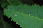 Leaf Cutter Ants