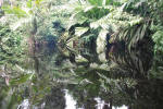 Palm Canal Reflections