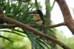 Toucan