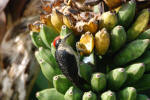 Woodpecker
