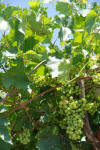 Grapes Above