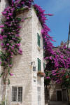 Bouganvilla