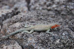 Lava Lizard