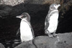 Galapagos Penguins