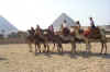 Riding Camels