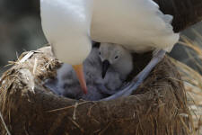 Black-browed Chick