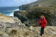 Breeding Cliff Colonies
