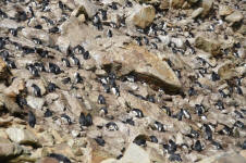 Rockhopper Nests