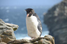 A Rockhopper Penguin