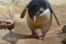 Rockhopper Close-Up