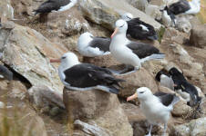 Black-browed Albatross