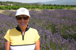 Lavender Field