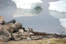 Arctic Fox