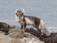 Arctic Fox Closer