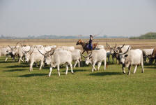 Herding Longhorns