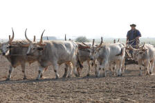 Driving the Longhorns