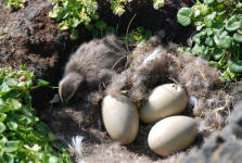Ducklings Hatching