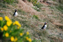 Atlantic Puffins