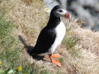 Puffin Close-up