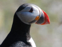 Puffin Breeding Beak