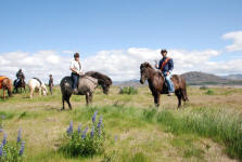 Icelandic Horses