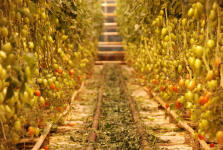 Tomatoes Growing