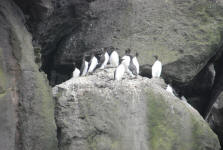 Guillemots