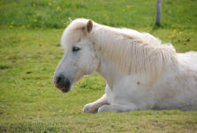 Manes of Icelandic Horses