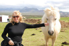 Icelandic Horse