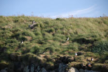 Puffins