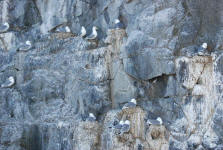 Northern Fulmar