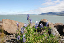 Lupins near Borgarnes