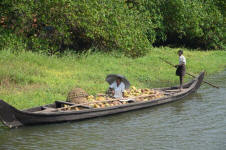 Harvesting Coconuts