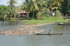 Herding Ducks